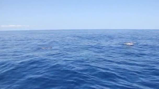 Whale dives near diver on water surface in Pacific ocean. — Stock Video