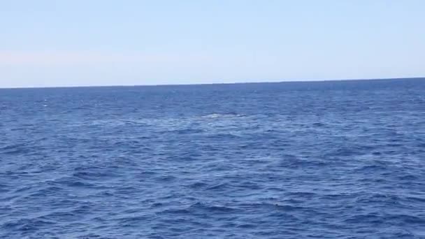 Walvis zijn fin zwaaien op wateroppervlak in de Stille Oceaan. — Stockvideo