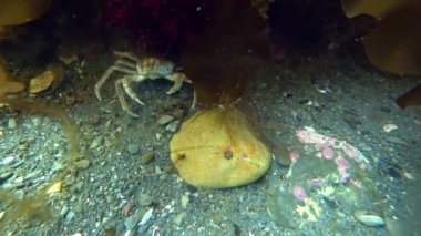 Hios sualtı deniz dibinin Kara Denizi Kuzey Buz Denizi üzerinde yiyecek bulmak Yengeç.