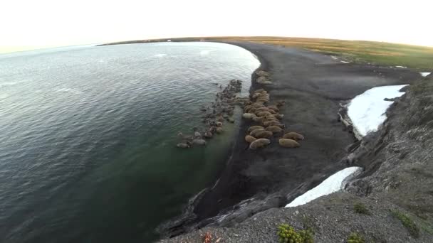 Grupo de morsas descansam na água do Oceano Ártico na Nova Terra na Rússia . — Vídeo de Stock