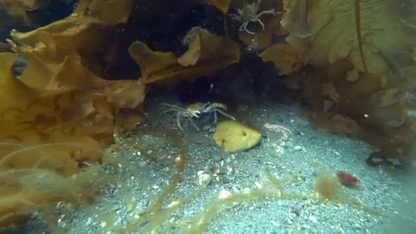 Krabí hios pod vodou při hledání potravy na mořském dně Karského moře Severního ledového oceánu. — Stock video