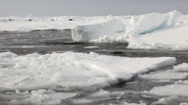 Buzlu su beyaz deniz Rusya'da birçok mühürler yüzmek.