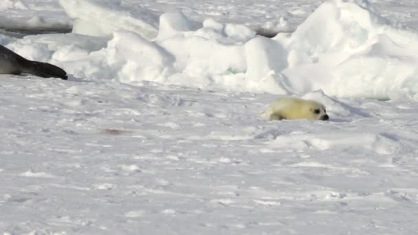 Pasgeboren zegel op ijs witte zee in Rusland. — Stockvideo