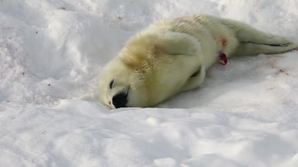 Neugeborene Robbe auf Eis Weißes Meer in Russland. — Stockvideo