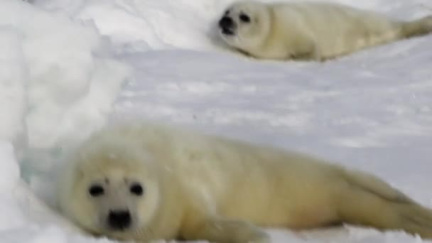 Dvě novorozené pečeť na ledě Bílého moře v Rusku. — Stock video