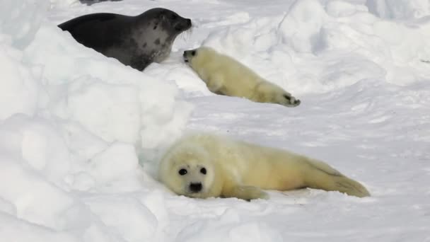 Zwei süße neugeborene Robben in der Nähe der Mutter auf Eis Weißes Meer in Russland. — Stockvideo