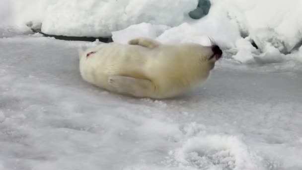 Νεογέννητη φώκια στον πάγο της λευκής θάλασσας στη Ρωσία. — Αρχείο Βίντεο
