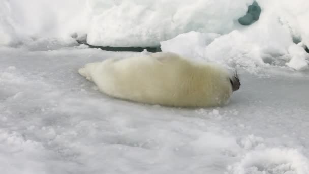 Jolie phoque nouveau-né sur la glace de la mer Blanche en Russie . — Video