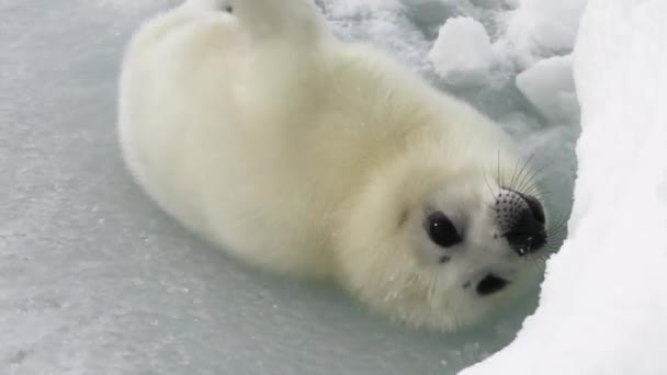 Linda foca recién nacida en el hielo del Mar Blanco en Rusia . — Vídeos de Stock