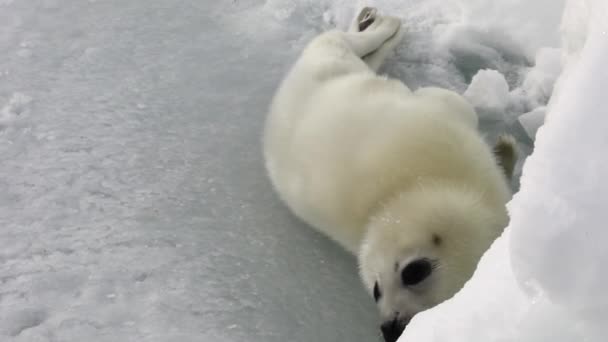 Roztomilý novorozence těsnění na ledě Bílého moře v Rusku. — Stock video