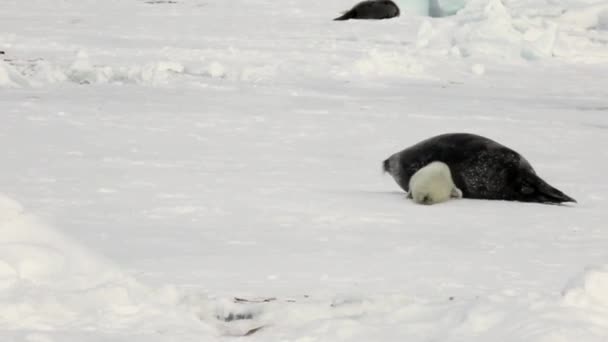 Новорожденная тюлень возле матери на льду Белое море в России . — стоковое видео