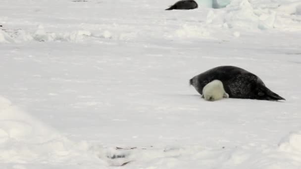 Neugeborene Robbe nahe Mutter auf Eis Weißes Meer in Russland. — Stockvideo