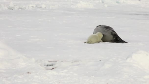 Phoque nouveau-né près de la mère sur la glace Mer Blanche en Russie . — Video