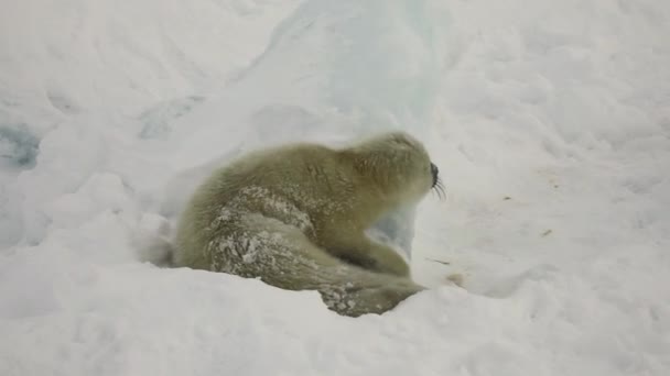 Foca recién nacida en hielo Mar Blanco en Rusia . — Vídeos de Stock