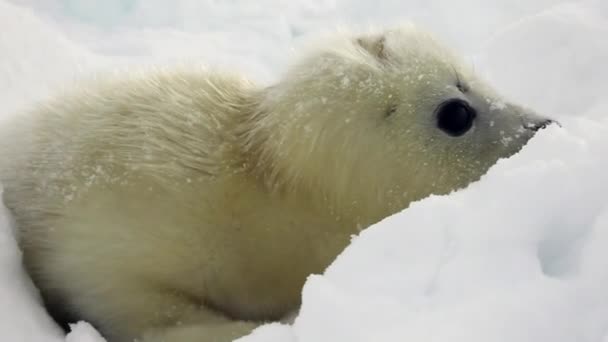 Selo recém-nascido bonito no gelo Mar Branco na Rússia . — Vídeo de Stock