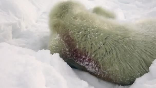 Phoque nouveau-né sur la neige Mer Blanche en Russie . — Video