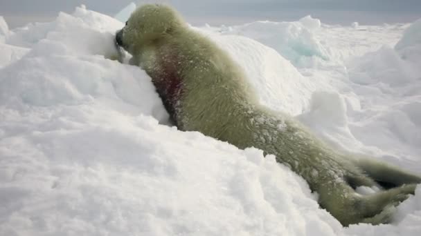 Pasgeboren zegel op sneeuw witte zee in Rusland. — Stockvideo