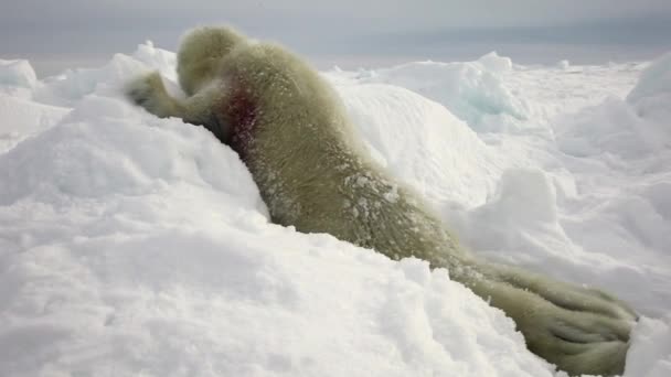 Phoque nouveau-né sur la neige Mer Blanche en Russie . — Video