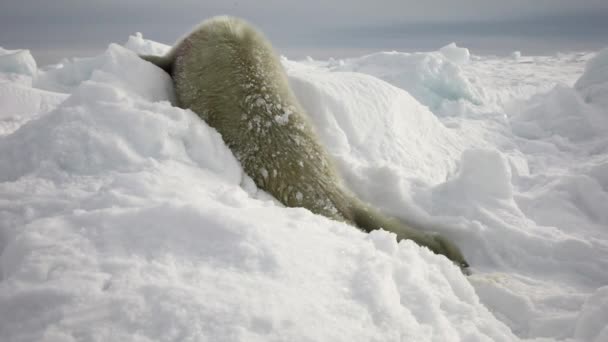 Newborn seal on snow White Sea in Russia. — Stock Video