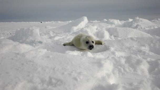 Niedliche neugeborene Robbe auf schneeweißem Meer in Russland. — Stockvideo