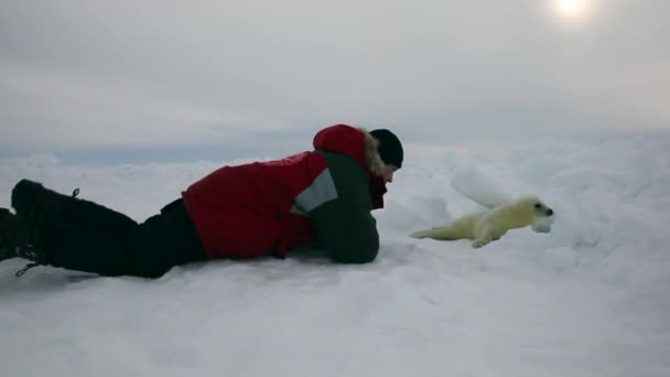 Новорожденный тюлень на льду Белое море в России . — стоковое видео
