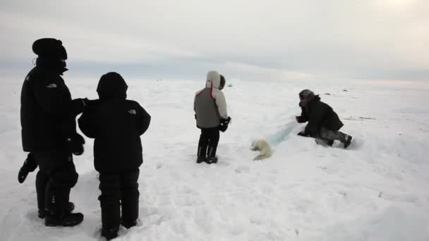 Buz beyaz deniz Rusya'da yeni doğan mühür. — Stok video