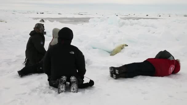 Newborn seal on ice White Sea in Russia. — Stock Video