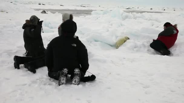 Newborn seal on ice White Sea in Russia. — Stock Video