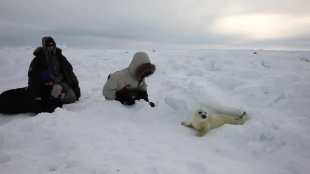 Sigillo neonato sul ghiaccio Mar Bianco in Russia . — Video Stock