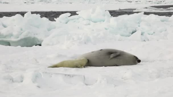 Pasgeboren zegel op ijs witte zee in Rusland. — Stockvideo