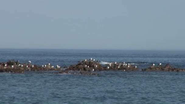Πουλιά σε κύματα της θάλασσας νερό επιφάνεια στην παραλία πράσινο πετρώδεις βράχους στη θάλασσα της Ιαπωνίας. — Αρχείο Βίντεο