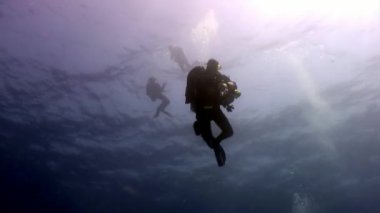 Scuba diver Kızıldeniz'derin sualtı Yüzme silüeti.