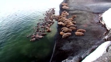 Rusya'da yeni dünya üzerindeki Arktik Okyanusu kıyısında walruses kalan grup.