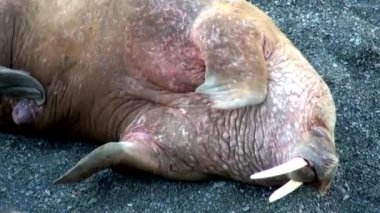 Rusya'da yeni dünya üzerindeki Arktik Okyanusu kıyısında walruses kalan grup.