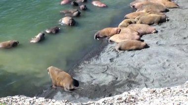 Rusya'da yeni dünya üzerindeki Arktik Okyanusu kıyısında walruses kalan grup.