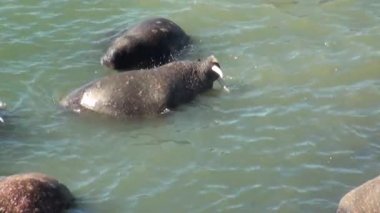 Arktik Okyanusu Rusya'da Yeni Dünya'nın suda walruses kalan grup.