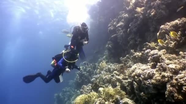 Two deepwater scuba divers swimming near coral reefs underwater in Red sea. — Stock Video