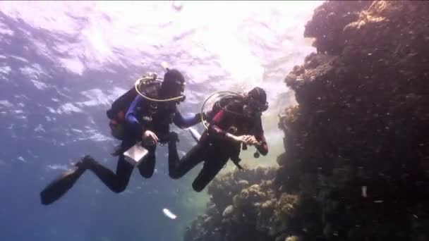 Due subacquei in acque profonde che nuotano vicino alle barriere coralline sott'acqua nel Mar Rosso . — Video Stock