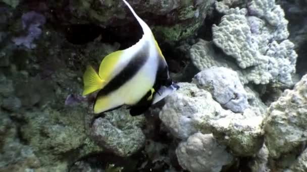 Unique striped yellow fish on underwater seabed of natural sea aquarium. — Stock Video