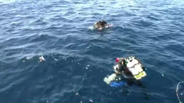 Potápěči ponořené pod vodou v Rudém moři. — Stock video