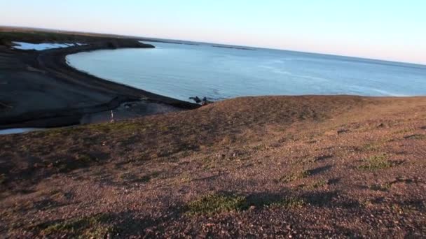 Gruppen av valrossar vila i vattnet i norra ishavet på ny jord i Ryssland. — Stockvideo