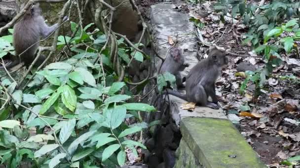 Monkey baby with adult animals in Bali. — Stock Video