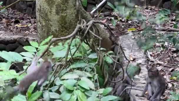 Apen op kruipers van regenwoud in Bali. — Stockvideo