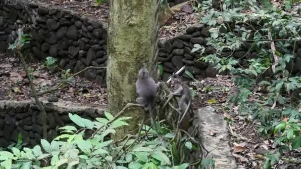 Erwachsene Tiere und Affenbaby auf Schlingpflanzen im Regenwald in Bali. — Stockvideo