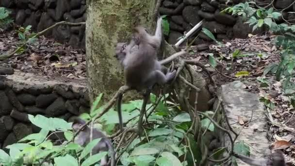 Volwassen dieren en baby aap op kruipers van regenwoud in Bali. — Stockvideo