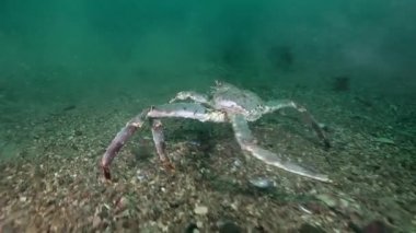 Dev Kral Yengeç gıda Barents Denizi üzerinde arama.