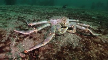 Dev Kral Yengeç gıda Barents Denizi üzerinde arama.