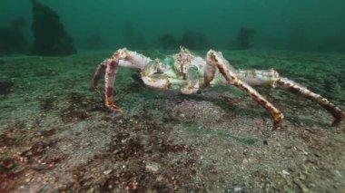 Dev Kral Yengeç gıda Barents Denizi üzerinde arama.