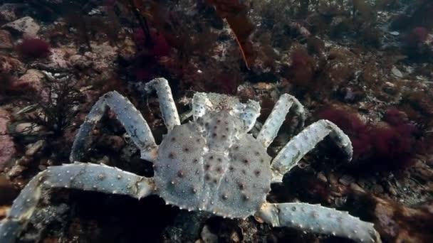 Copulation Crabes royaux géants sur les fonds marins . — Video