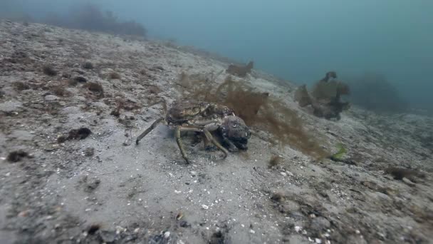 Kopulacja olbrzym King kraby na dnie morza. — Wideo stockowe